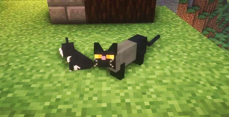 Cuter Cats Resource Pack