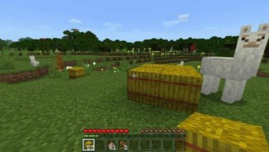 what do llamas eat in minecraft 243